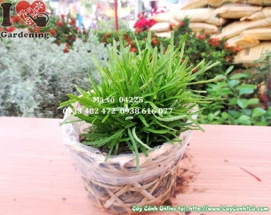 Cỏ mây cao 10cm Ms 04225 – thảm xanh trang trí sân vườn cảnh quan