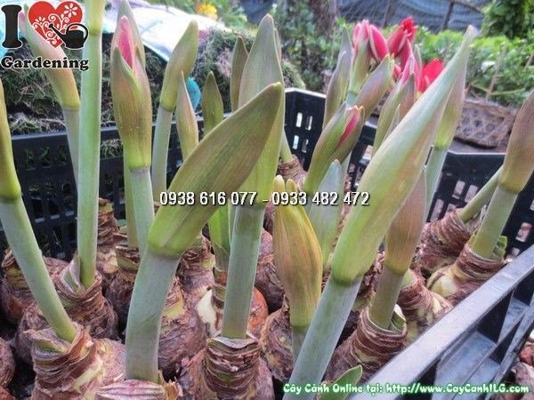 Củ huệ tây nhỏ chất lượng cao chuẩn bị nhân giống