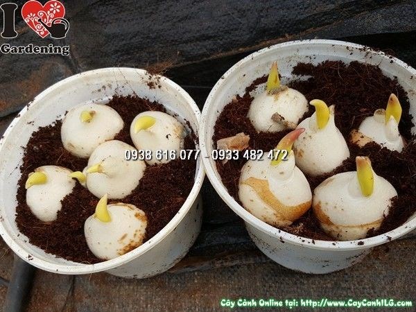 hướng dẫn trồng và chăm sóc củ hoa tulip