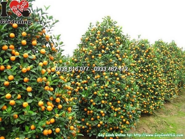 cung cấp cây hoa cảnh tết sỉ lẻ - vườn tắc mùa xuân