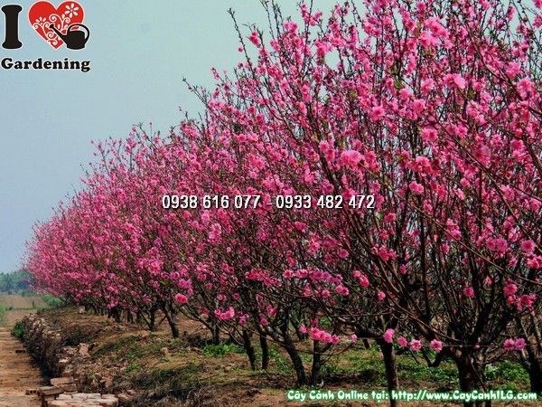hoa đào mùa tết - cây hoa cảnh tết miền bắc