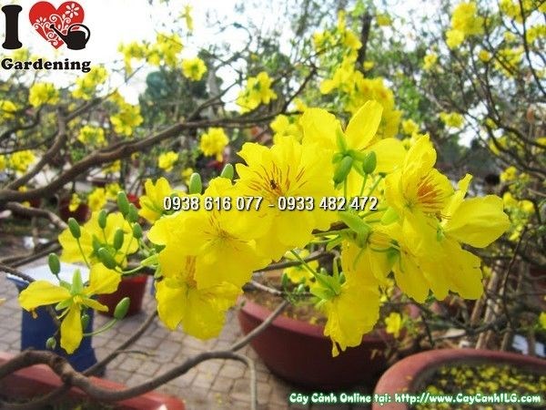 hoa mai vàng mùa tết - cây hoa cảnh tết miền nam