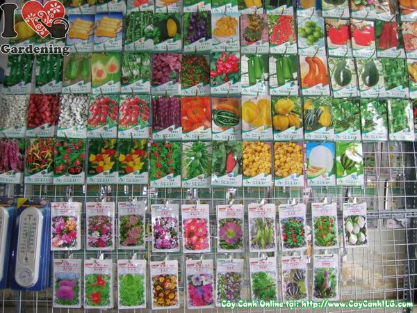 Hạt giống cây cảnh chất lượng cao tại ILG