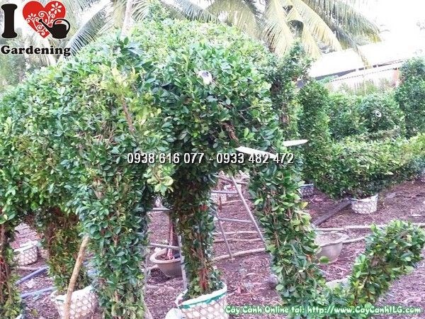 Kiểng thú kiểng tạo hình cây si đẹp – ILG cung cấp thi công
