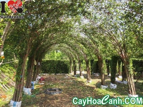 tường cây sanh thiết kế tỉ mỉ từ khâu chọn cây đến thi công lắp đặt