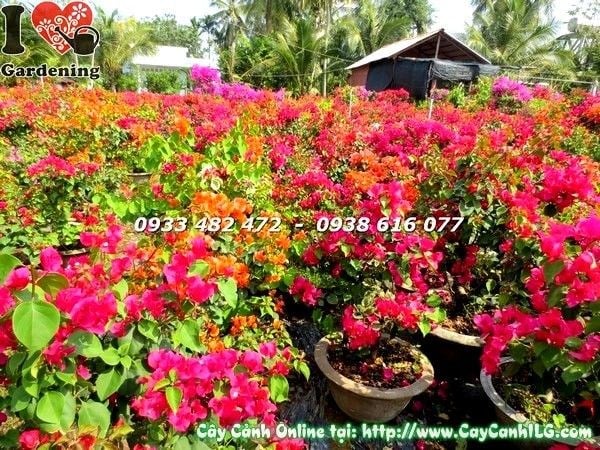 Vườn cây bông giấy nhiều màu – cảnh quan rực rỡ tại ILG
