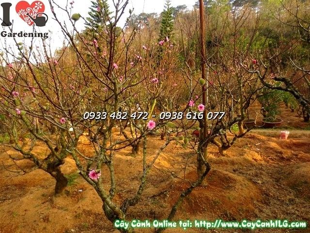 Cây hoa đào Đà Lạt chi chít nụ hoa
