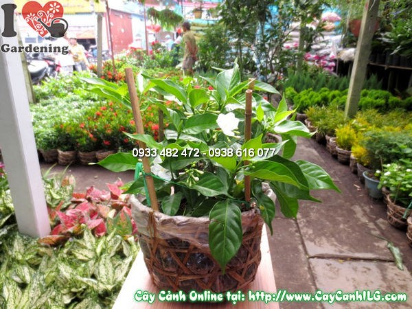 Cây lài trâu 25cm lá xanh bóng hoa trắng kép đẹp