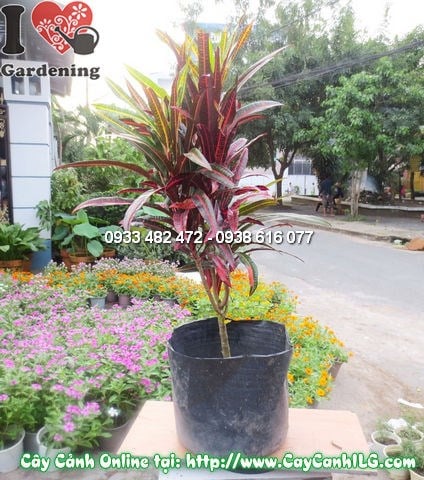 Cây lá màu Da Huy phát triển trưởng thành