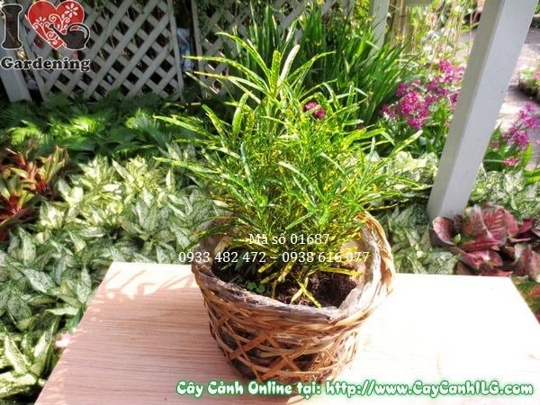 Cây lá màu sao nhái cao 20cm – màu sắc rực rỡ, lá nhỏ xinh