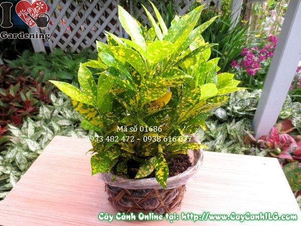 Cây lá màu vàng bạc cao 30cm – cây cảnh lá màu đẹp tại ILG
