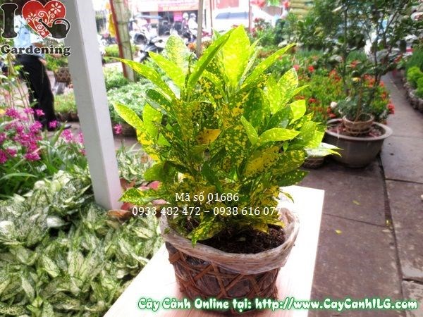 Ứng dụng cây lá màu vàng bạc trong cảnh quan khuôn viên