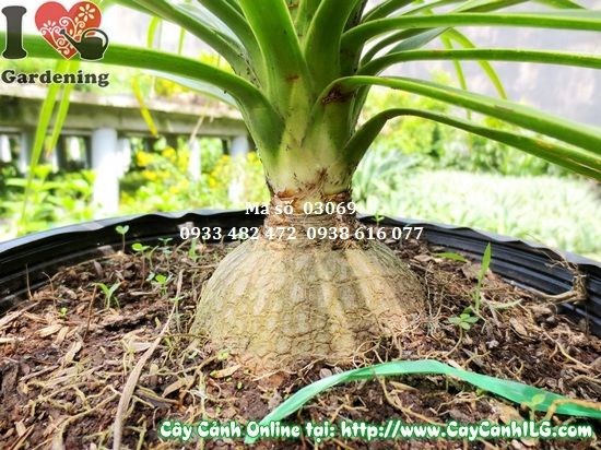 Vườn ILG cung cấp Cây Lan Bình Rượu sỉ lẻ tại TP.HCM
