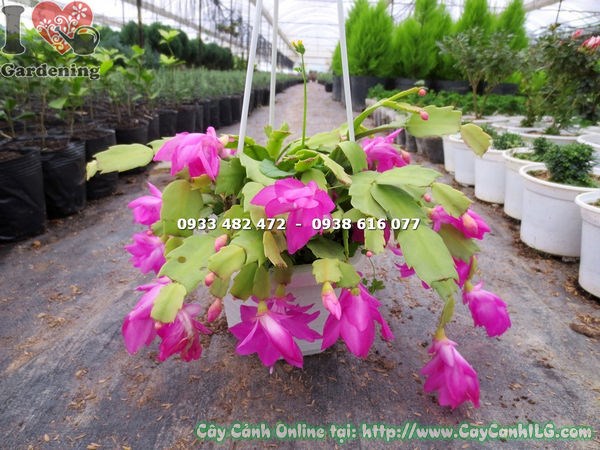 hoa lan càng cua hoa hồng nở rực rỡ