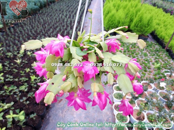 cận cảnh đốt thân và hoa hồng của lan càng cua