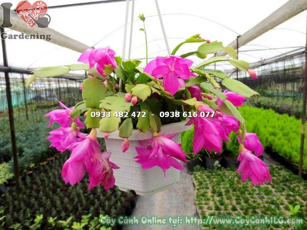 chậu lan càng cua hoa hồng trang trí không gian xanh