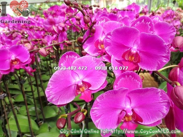 Hoa lan hồ điệp ánh hồng – cánh hoa màu hồng rực rỡ tinh tế