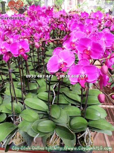 Lan hồ điệp ánh hồng nở hoa rực rỡ – điểm nhấn trang trí nội thất