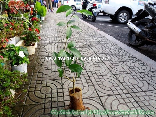 cây lan tỏi giống 50cm – hoa tím đặc trưng