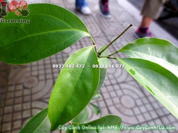cây lan tỏi giống 50cm – nhân giống và chăm sóc