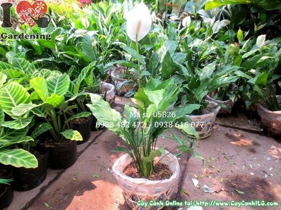 Hình ảnh cây lan ý ms 05826 cao 35cm