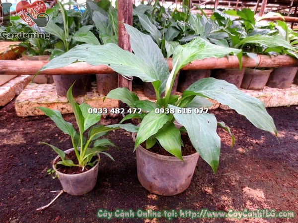 Cây lan ý còn nhỏ Ms 15877 - cây giống chất lượng tại ILG