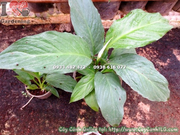 Cây lan ý nhỏ trồng trong chậu trang trí nội thất văn phòng