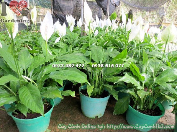 Hoa cây lan ý lớn cao 40cm trắng tinh tế