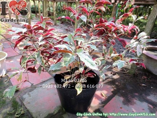 Cây liễu hai da với hai màu lá tương phản đẹp mắt