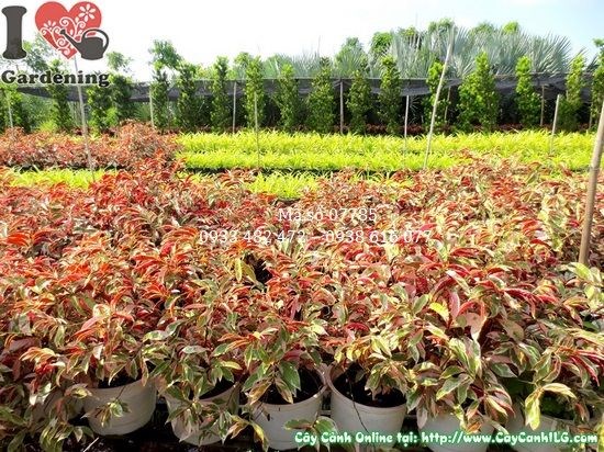 Cây liễu hai da sau khi cắt tỉa tạo dáng đẹp