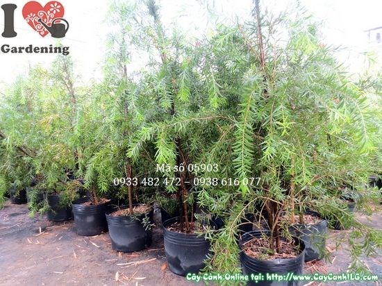 Hoa đỏ rực rỡ của cây Liễu Hoa Đỏ Tràm Bông Đỏ
