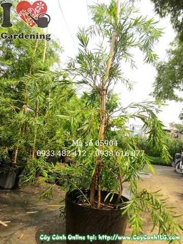 Cây Tràm Bông Đỏ nhánh hoa đỏ rực