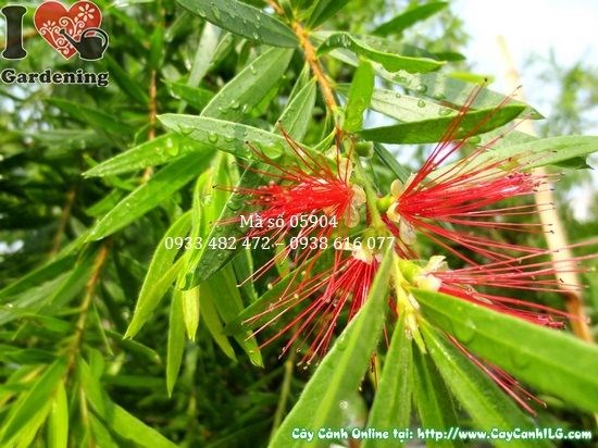 Cây Liễu Hoa Đỏ hoa nở rực rỡ