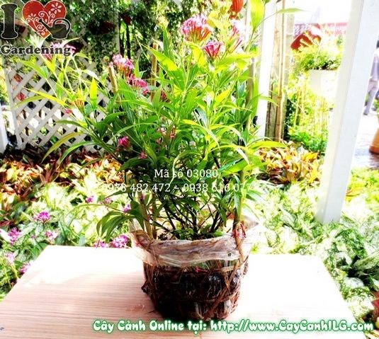 Cây liễu hồng cao 35cm – Ms 03080 tại ILG