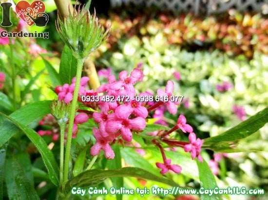 Cây liễu mai 35cm hoa hồng nhỏ xinh trang trí nội thất