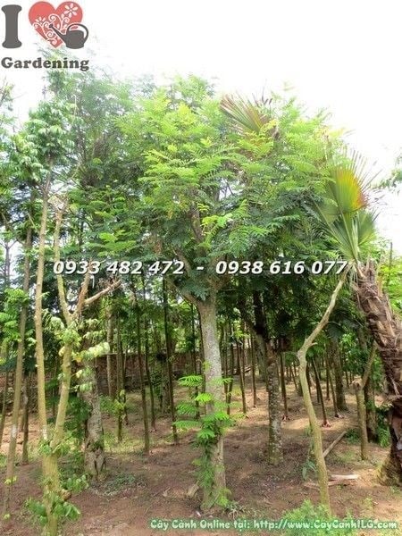 Cây Lim Xẹt cao 4m đường kính 20cm – cây công trình tán rộng hoa vàng