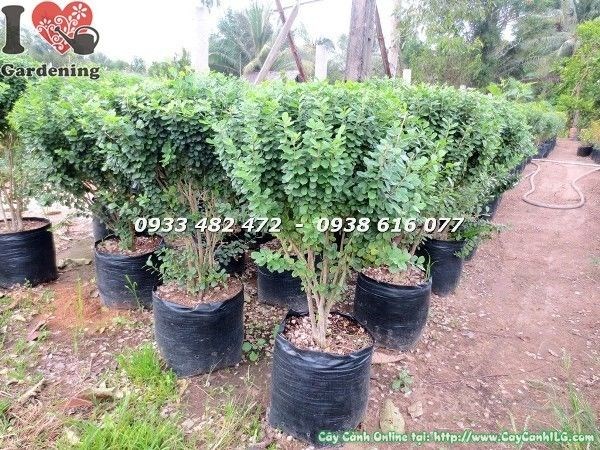 Tưới nước chăm sóc cây linh sam lá