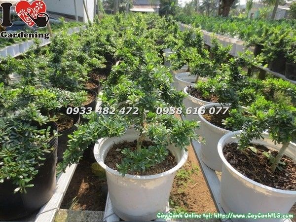 Cây linh sam lá rí bonsai mini khỏe mạnh, lá xanh tươi
