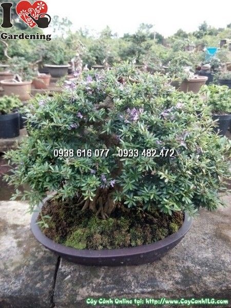 Cây linh sam lá rí bonsai cao 30cm Ms 24698 dáng cổ thụ đẹp