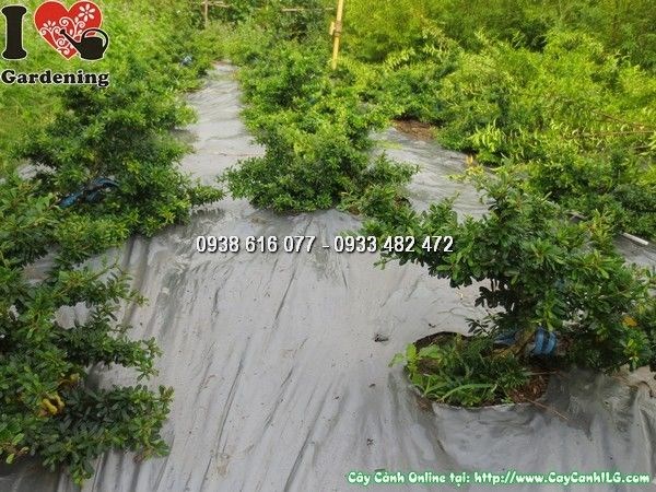 Cây linh sam lá rí siêu nhỏ cao 20cm – bonsai mini trang trí
