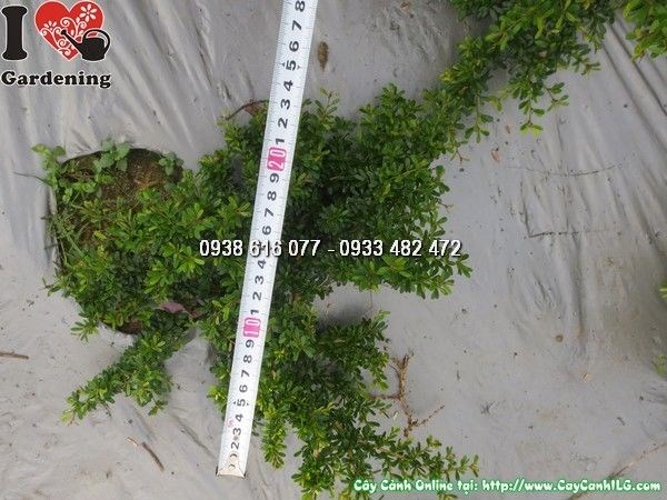 Cây linh sam lá rí mini 20cm – lá nhỏ xanh mướt dáng bonsai đẹp