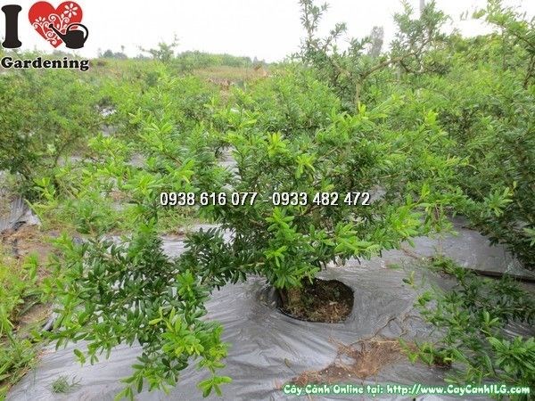 Cây linh sam lá rí siêu nhỏ – hoa đẹp thân uốn bonsai 20cm