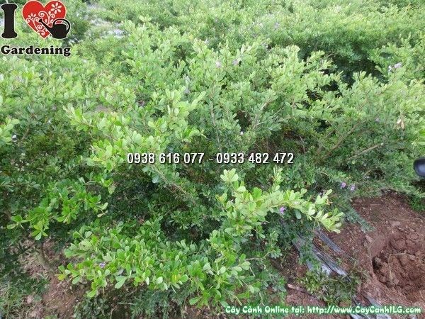 Cây linh sam siêu bông 80cm - hoa nở rực rỡ, tán đẹp sau khi cắt tỉa