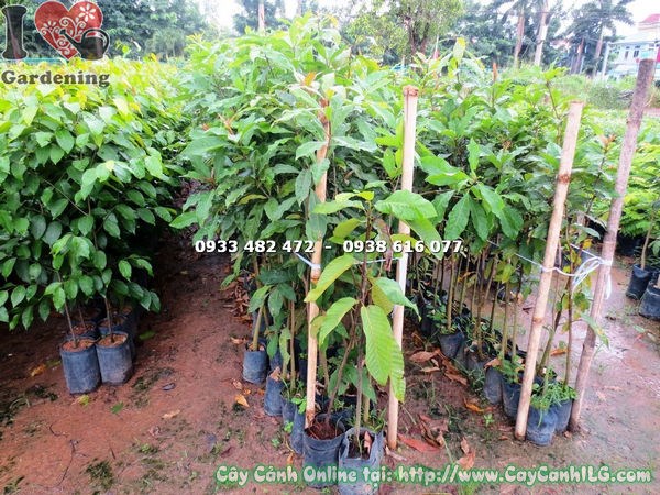 chùm hoa lộc vừng buông dài mềm mại đặc trưng