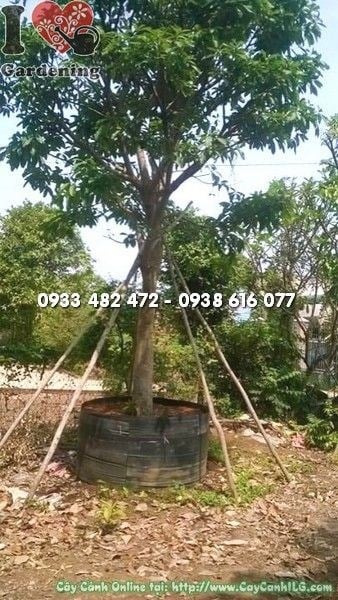 Cây Lộc Vừng Cao 4m Đk 20cm – Ms 22278 tại vườn ILG