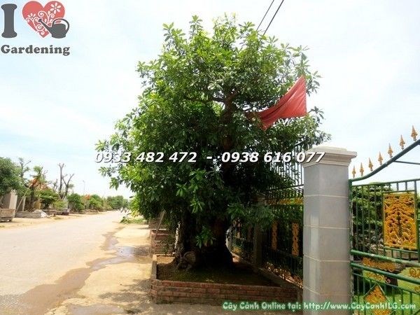 Cây Lộc Vừng Lớn Hoành 300cm Cao 5m – cổ thụ đẹp Ms 21867 tại ILG