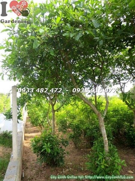 Cây lộc vừng tán đẹp cao 3m – Ms 21987