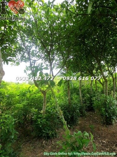 Hoa lộc vừng chùm đỏ rũ dài trên cây cao 3m