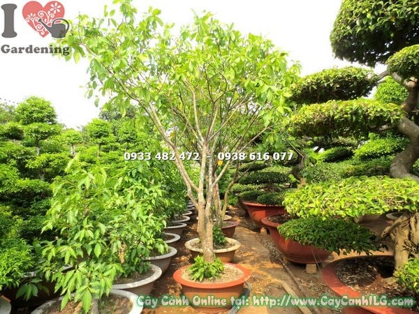 cây lộc vừng trồng chậu cao 2m5 - Ms 18062