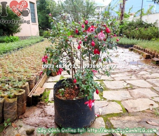 Cây lồng đèn búp bê cánh kép cao 40cm – hoa hồng đỏ đẹp